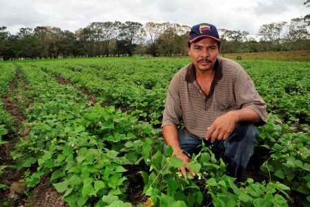 Farmer_in_bean_field,_Nicaragua
